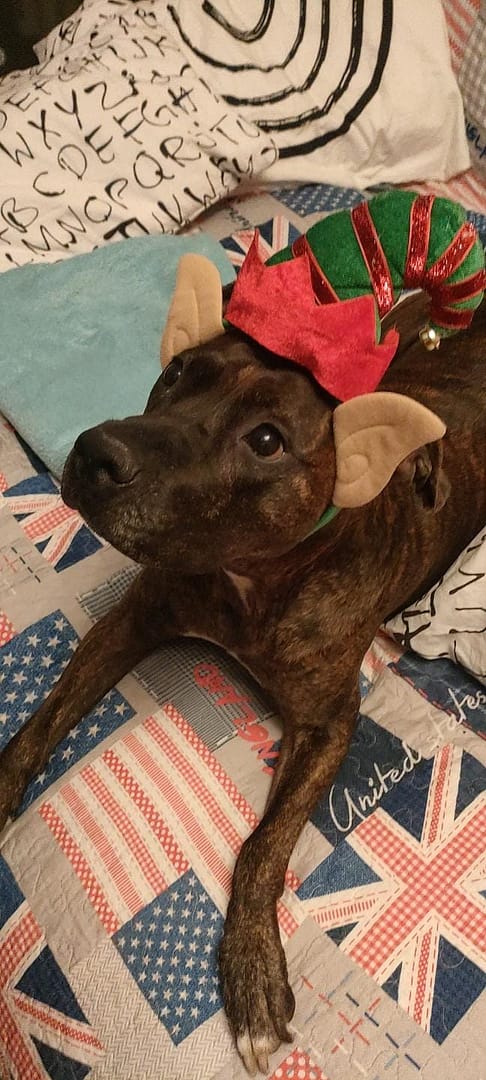 Folletto di Santa Lucia!